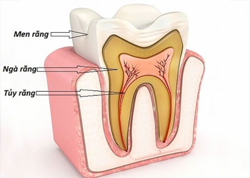 Cấu tạo của răng hàm