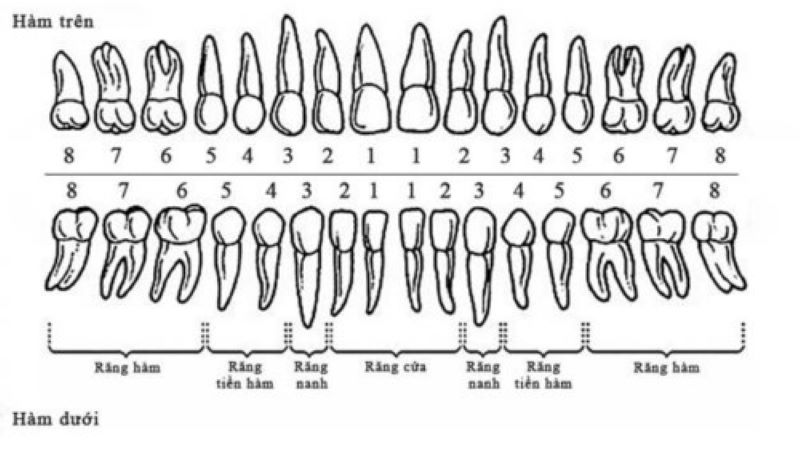 Đặc điểm của răng cửa